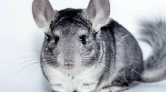 Čo vitamíny potrebujú dať chinchillu